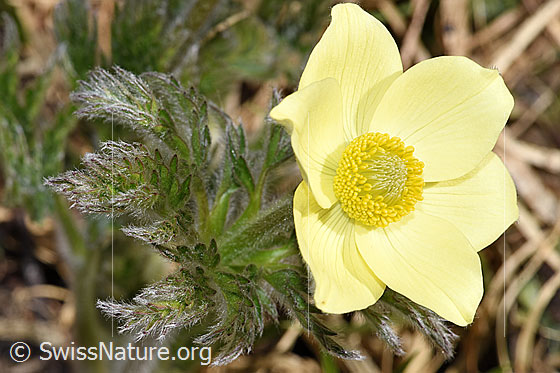 Photo: Pulsatilla alpina ssp. Apiifolia. Leaves and blossom. Upper side of leaf hairy.