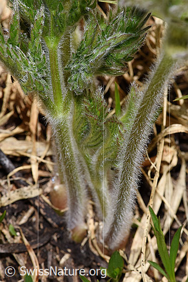 Photo: Pulsatilla alpina ssp. Apiifolia. Stems heavily hairy.