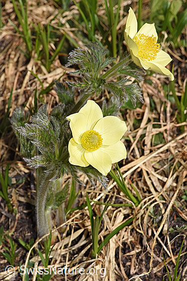 Photo: Pulsatilla alpina ssp. Apiifolia. Whole plant (habit). Height = 15cm.