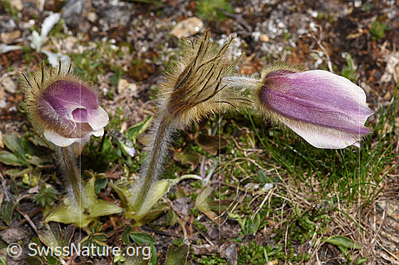 Photo: Pulsatilla vernalis. Two specimens.