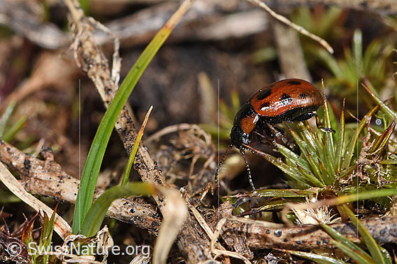 Photo: Probably Gonioctena nivosa. Length  6mm. View from the side.