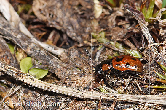 Photo: Probably Gonioctena nivosa. Length  6mm. View from the side above.