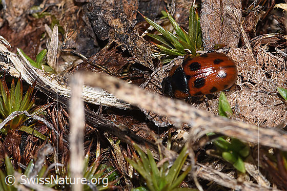 Photo: Probably Gonioctena nivosa. Length  6mm. View from above.