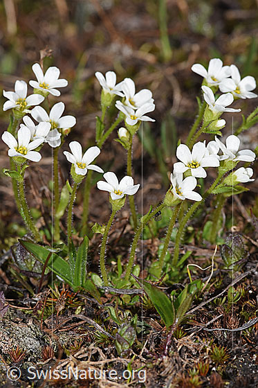 Photo: Probably Saxifraga androsacea. Whole plant (habit). View from the side.