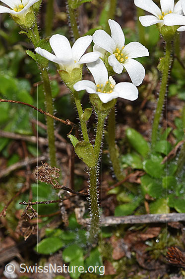 Photo: Probably Saxifraga androsacea. Stem, stem leaves and blossoms. View from the side.