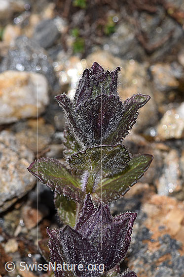 Photo: Bartsia alpina. Height = 5. The flowers have not yet opened.