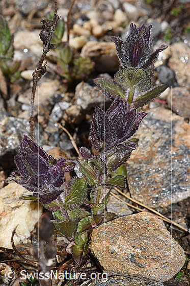 Photo: Bartsia alpina. Whole plant (habit). Height = 5cm.