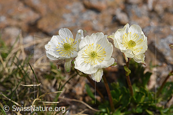 Photo: Ranunculus alpestris. Blossoms.