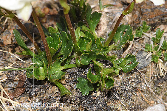 Photo: Ranunculus alpestris. Leaves and stem.