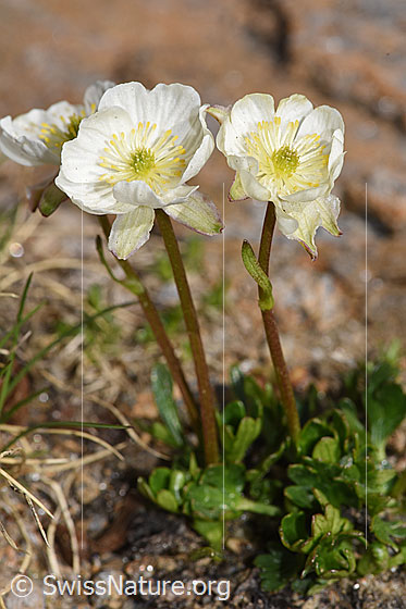 Photo: Ranunculus alpestris. Whole plant (habit). Height = 4cm.