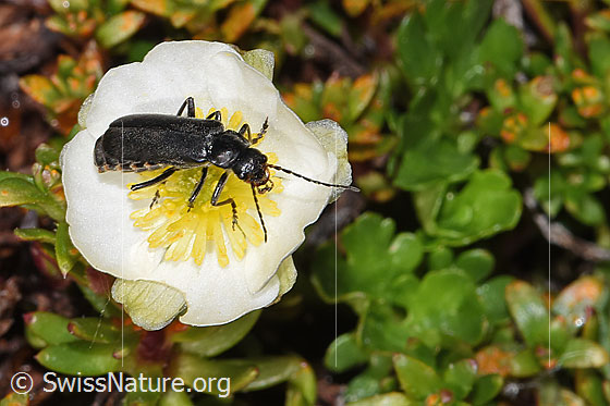Foto: Schwarzer Gebirgs-Weichkäfer (Cantharis tristis) auf Alpen-Hahnenfuss (Ranunculus alpestris). Länge 9mm. Ansicht von oben.
