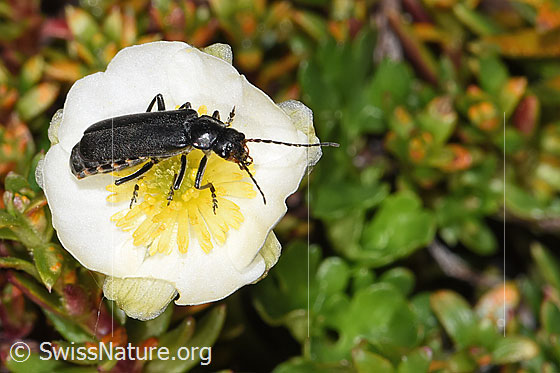 Schwarzer Gebirgs-Weichkäfer (Cantharis tristis) auf Alpen-Hahnenfuss (Ranunculus alpestris) Schwarzer Gebirgs-Weichkäfer (Cantharis tristis) auf Alpen-Hahnenfuss (Ranunculus alpestris)