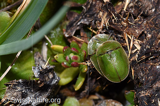 Photo: Probably Cassida rubiginosa. Length 6 - 8mm. Mating. View from above.