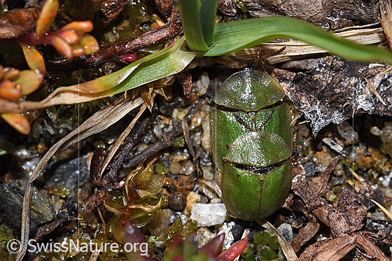Photo: Probably Cassida rubiginosa. Length 6 - 8mm. Mating. View from above.