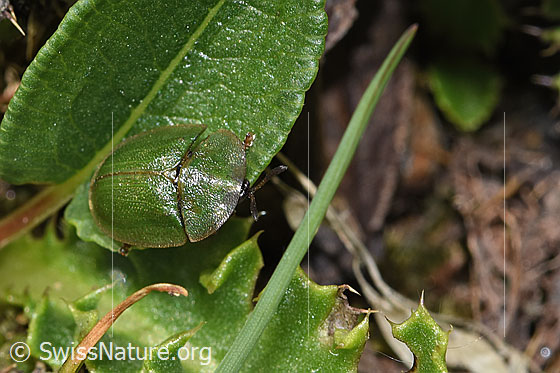Photo: Probably Cassida rubiginosa. Length 6 - 8mm. View from top front.