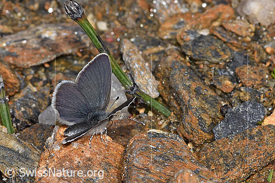 Photo: Cupido minimus. View from the side, rear, top.