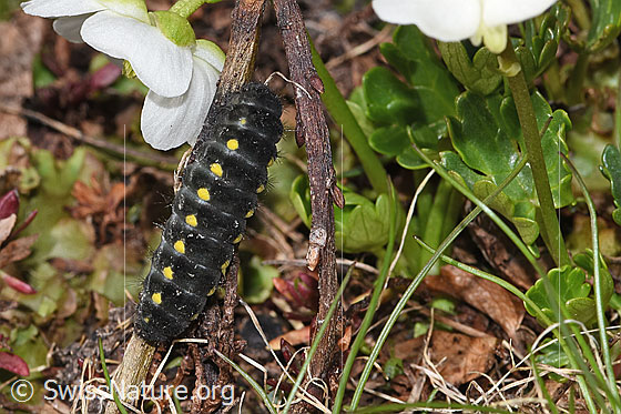 Photo: Caterpillar of Zygaena exulans. View from above.