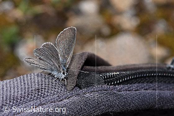 Photo: Cupido minimus. Wings half open. View from side front.