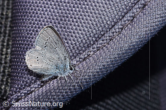 Photo: Cupido minimus. Wings closed. View from the side.