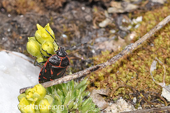 Foto: Eurydema rotundicollis (Baumwanze) an Hoppes Felsenblümchen (Draba hoppeana). Ansicht von vorne oben.