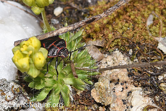 Photo: Eurydema rotundicollis. The bug is standing on the leaf rosette of a Draba hoppeana. View from the front top side.