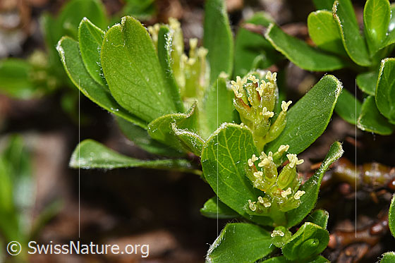 Photo: Salix retusa. Blossoms and leaves. Both appear simultaneously.