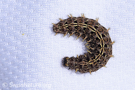 Photo: Probably Boloria pales. Caterpillar curled up. View from above.