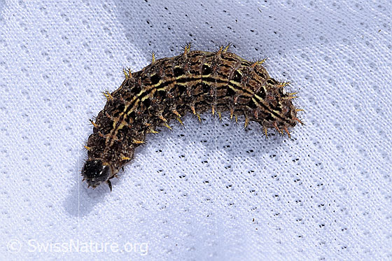 Photo: Probably Boloria pales. Caterpillar half curled up. View from above.