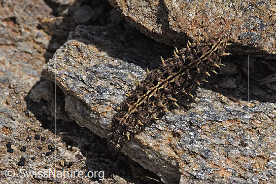 Photo: Probably Boloria pales. On the move on Bündner slate. View from the front top side..