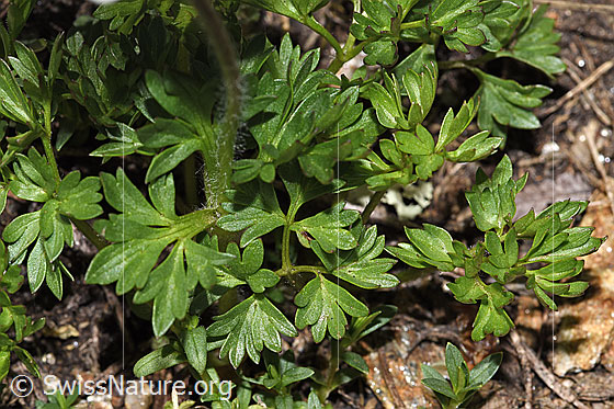 Photo: Anemone baldensis. Leaves.