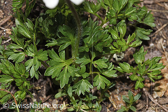 Photo: Anemone baldensis. Leaves.