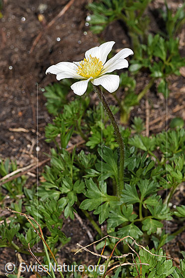 Photo: Anemone baldensis. Whole plant (habit). Height = 8cm.