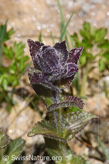Photo: Bartsia alpina. Stem and leaves. The flowers have not yet opened.