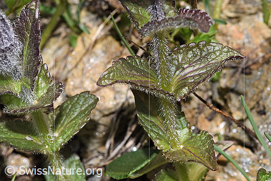 Photo: Bartsia alpina. Stem and leaves. The stem is shaggy and hairy in the upper part.