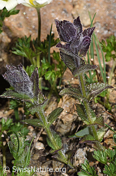 Photo: Bartsia alpina. Whole plant (habit). Height = 8cm.
