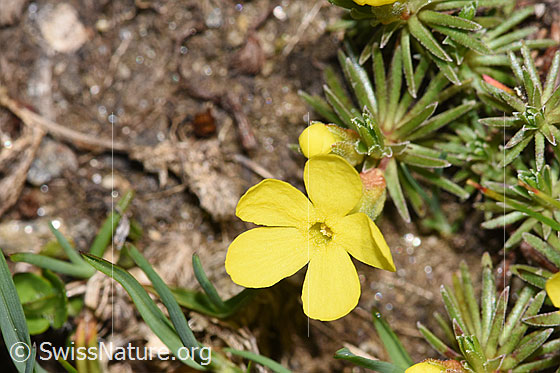 Photo: Androsace vitaliana. Blossom.