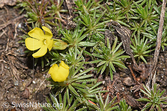 Photo: Androsace vitaliana. Blossoms and leaf rosettes.
