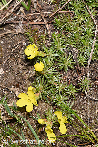 Photo: Androsace vitaliana. Whole plant (habit).