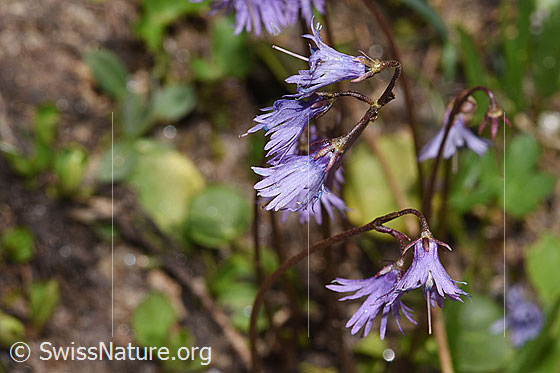 Photo: Soldanella alpina. Flowers shortly before wilting.