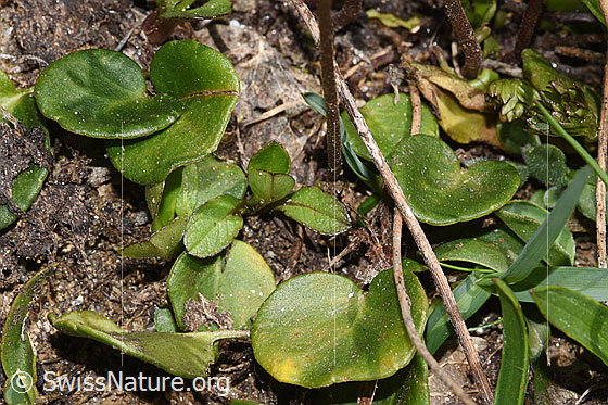 Photo: Soldanella alpina. Leaves.