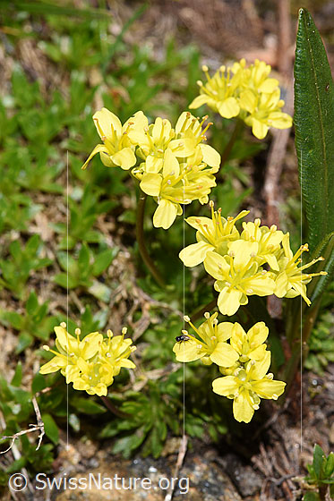 Photo: Probably Draba aizoides. Blossoms.