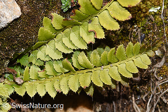 Photo: Polystichum lonchitis. View from above.