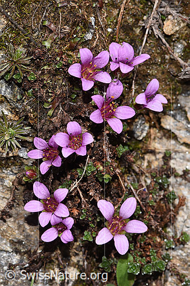 Photo: Saxifraga oppositifolia. Blossoms.