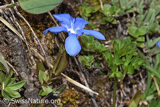 Photo: Gentiana verna. Whole plant (habit).