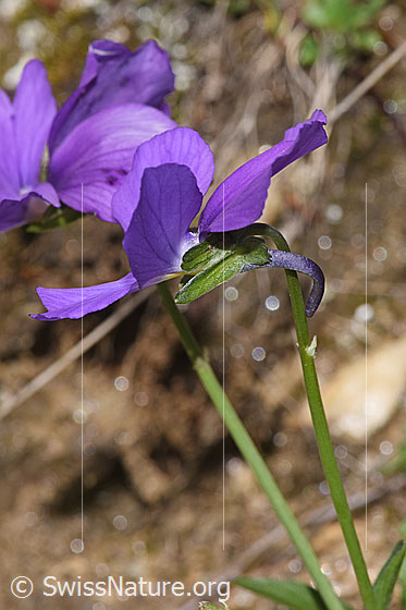 Photo: Viola calcarata. Blossom and spur. View from the side.