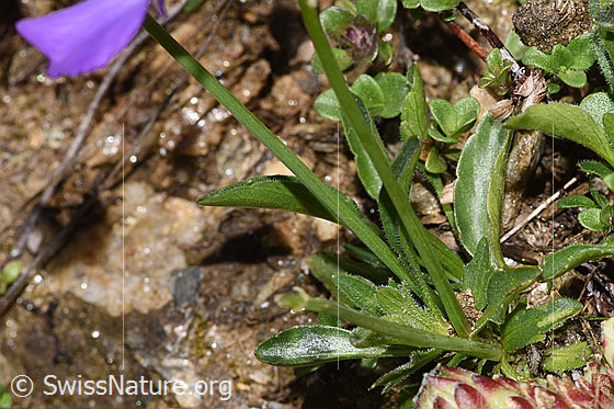 Photo: Viola calcarata. Leaves and stem.