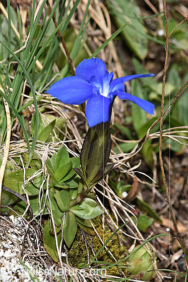Photo: Gentiana verna. Whole plant (habit).