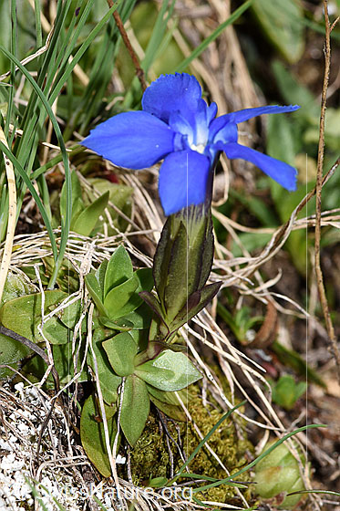 Photo: Gentiana verna. Whole plant (habit).