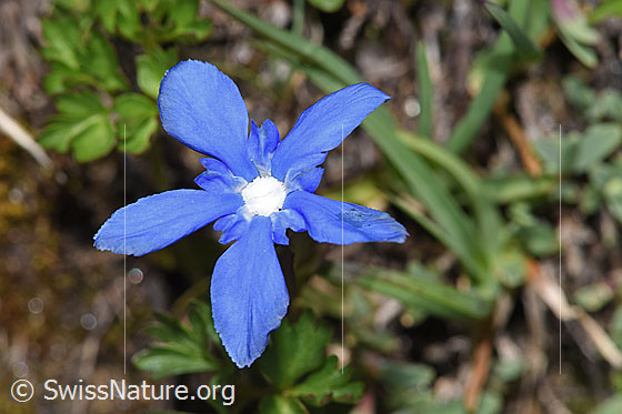Photo: Gentiana verna. Blossom. View from above.