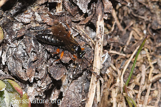 Photo: Probably Pimpla rufipes. Length 11mm. Female. View from above.